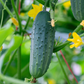 Patio Snacker F1 Cucumber