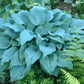 Mr Blue Hosta Plants online shopping