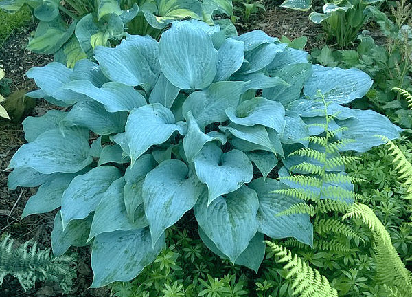 Mr Blue Hosta Plants online shopping