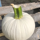 Icicle F1 Pumpkin