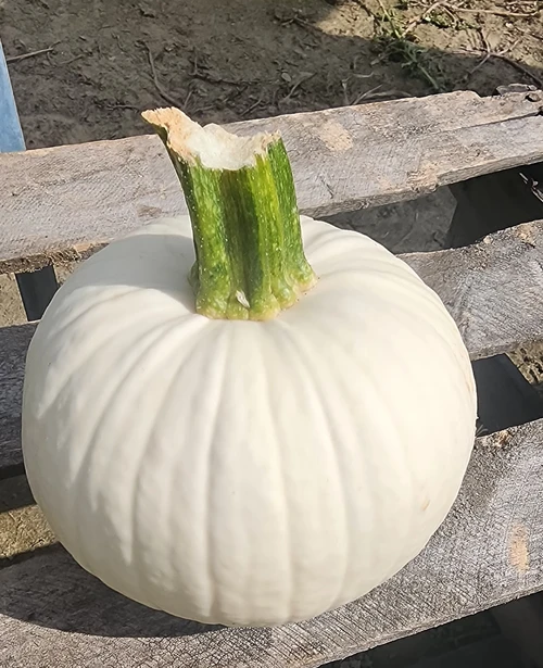 Icicle F1 Pumpkin