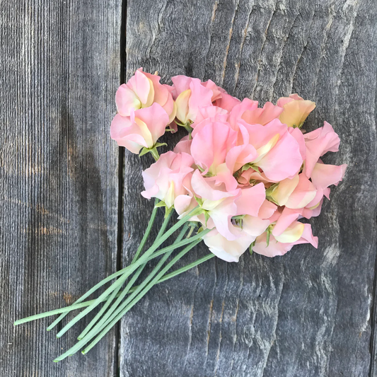 Heaven Scent Sweet Pea seeds online shopping