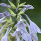 Jaws Hosta Plants online shopping