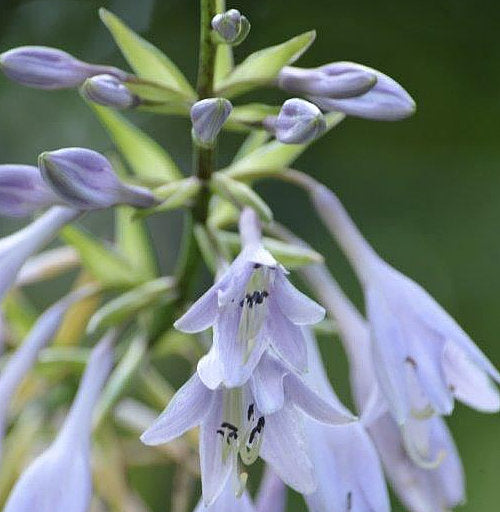 Jaws Hosta Plants online shopping