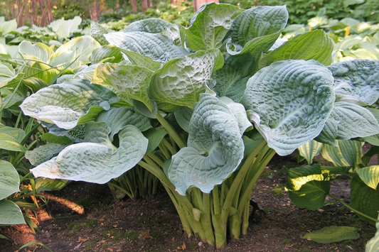 Deep Waters Hosta Plants online shopping