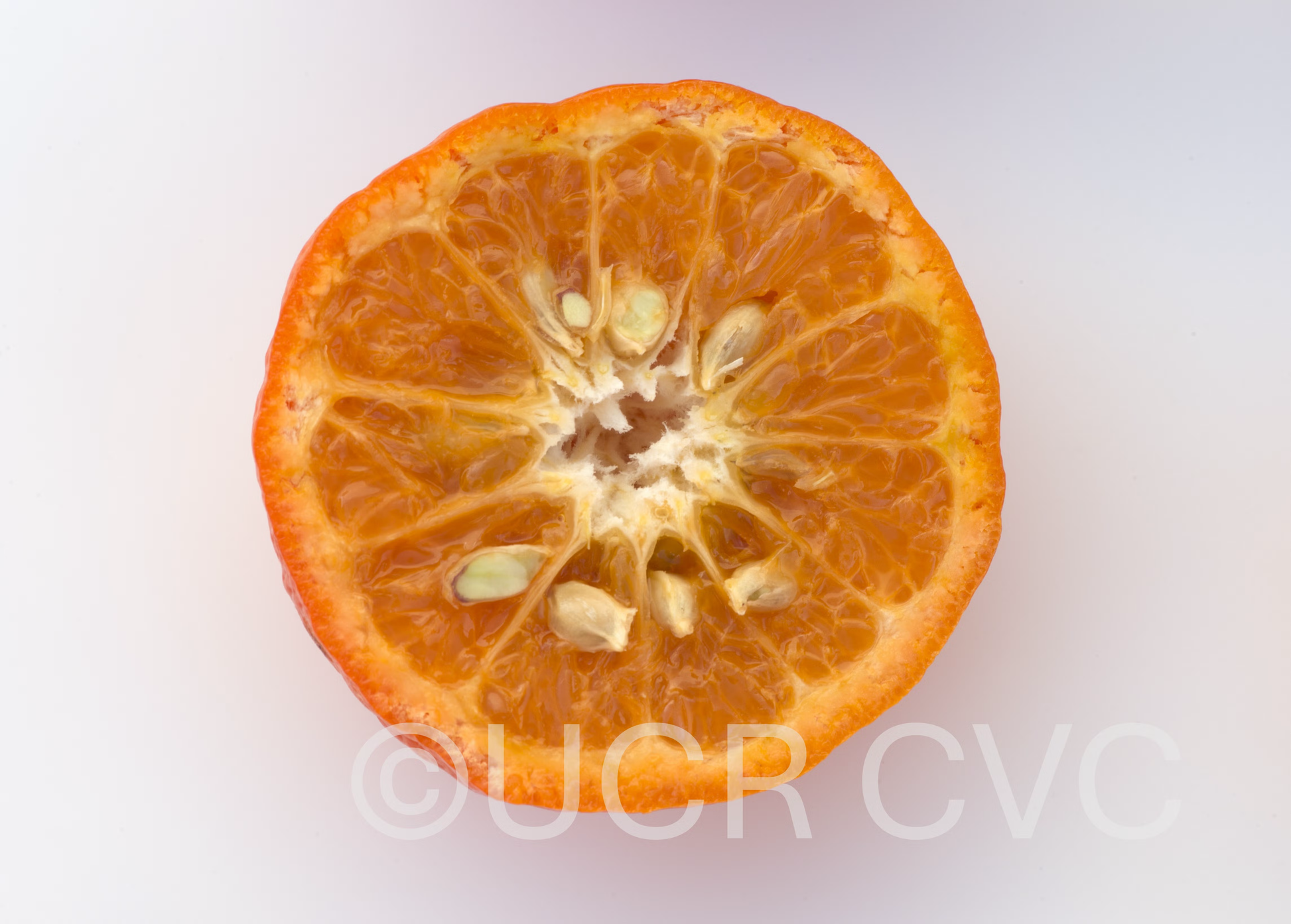 Tieu Mandarin Budwood citrus plant material online shopping