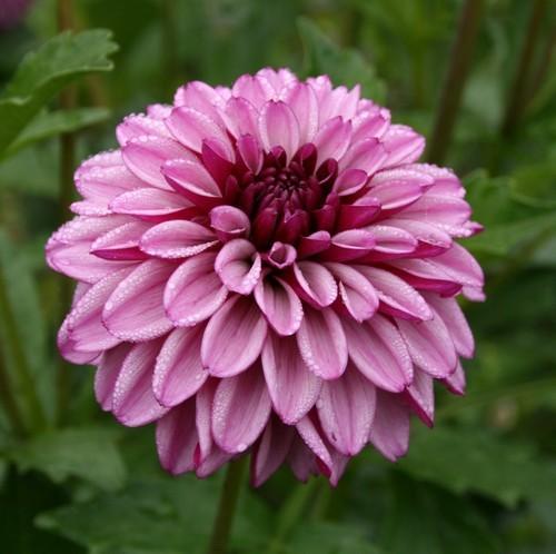 Hugs N’ Kisses Dahlia