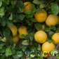 Wekiwa Tangelo Mandarin Budwood citrus plant material online shopping