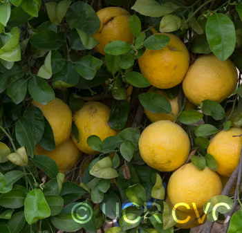 Wekiwa Tangelo Mandarin Budwood citrus plant material online shopping