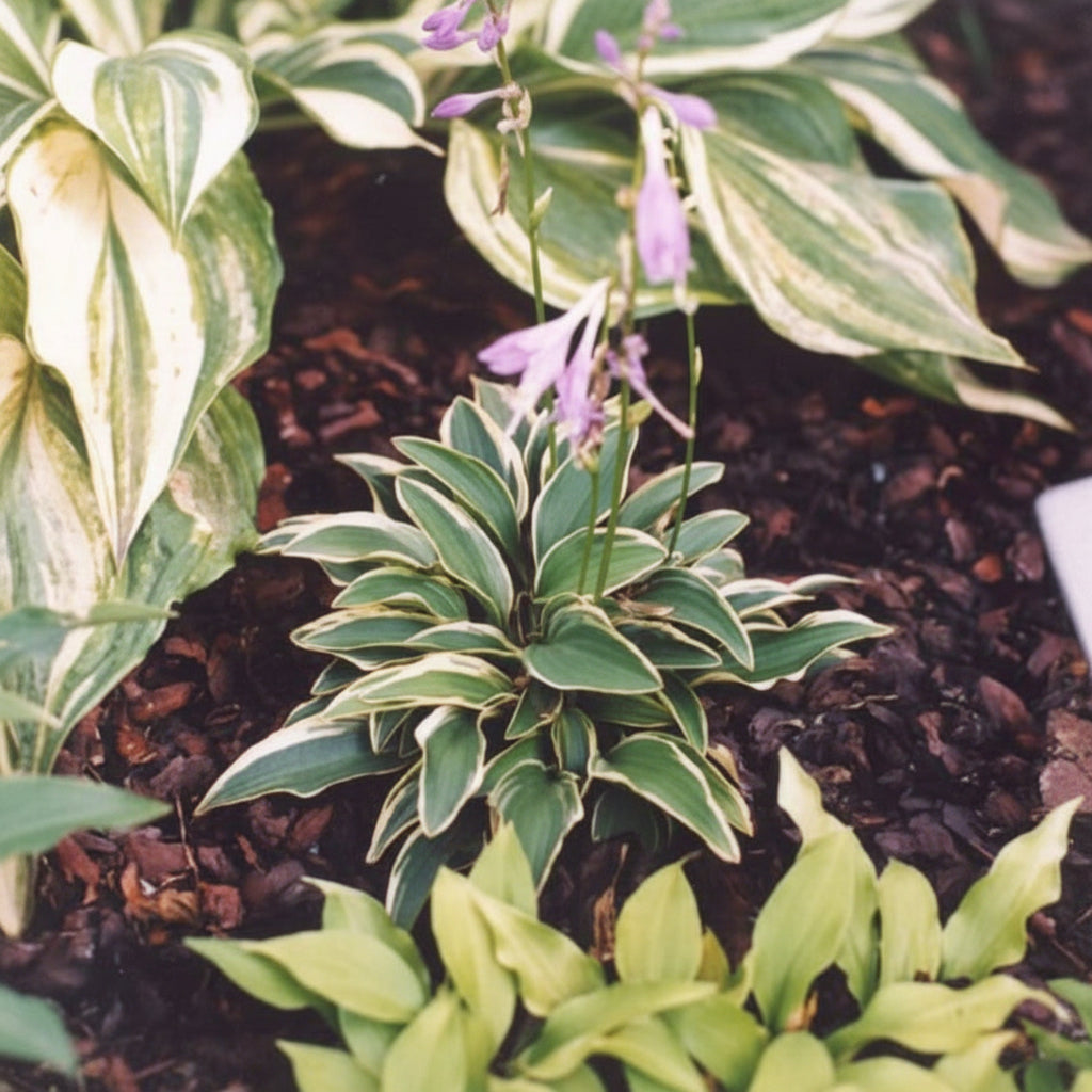 Mini Ha Ha Hosta Plants online shopping