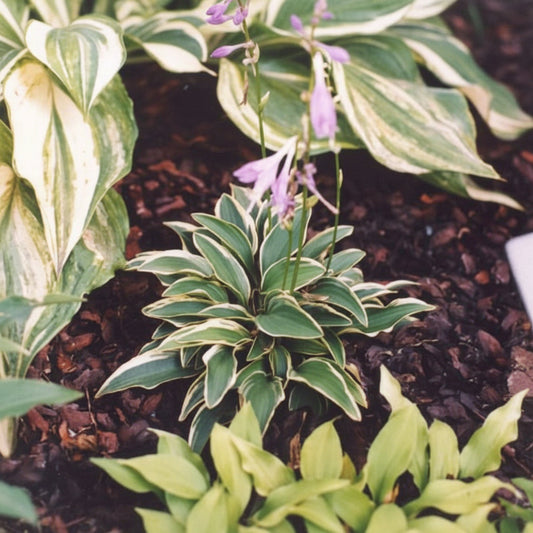 Mini Ha Ha Hosta Plants online shopping
