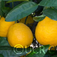 C. Obovoidea Seed citrus plant material online shopping