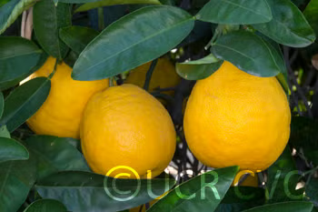 C. Obovoidea Seed citrus plant material online shopping
