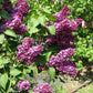 Congo French Lilac lilac plant online shopping