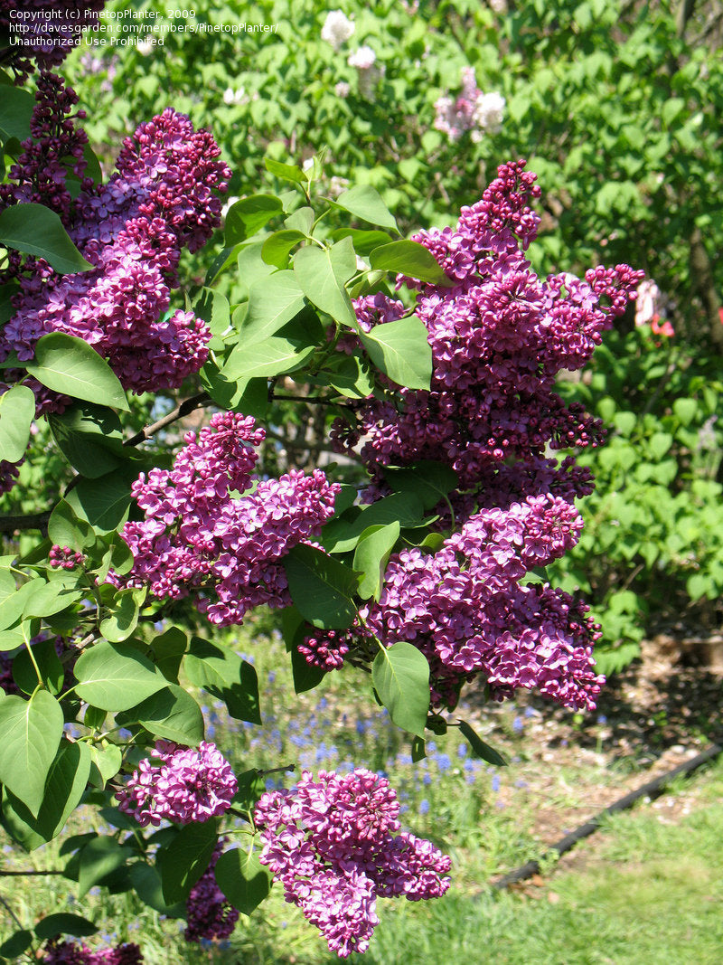 Congo French Lilac lilac plant online shopping