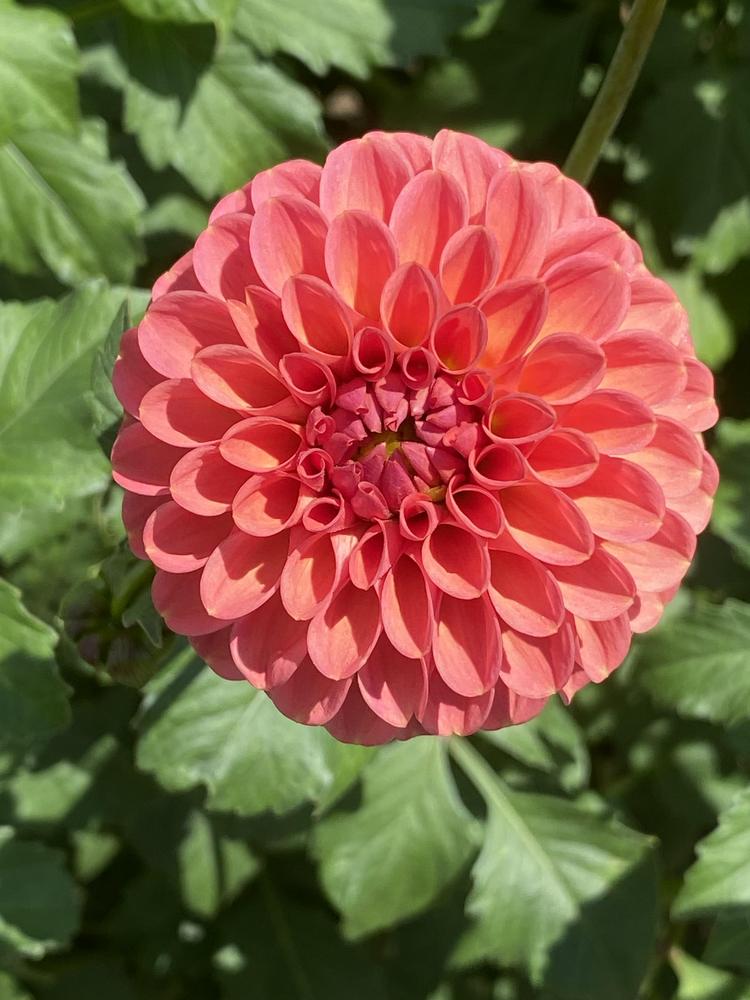 Gingeroo Dahlia