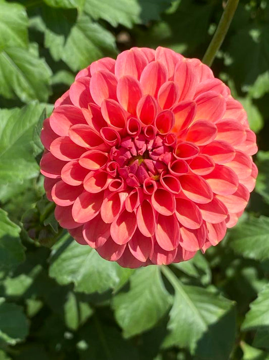 Gingeroo Dahlia