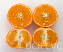 Fallglo Mandarin Budwood citrus plant material online shopping