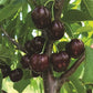 Black Gold™ Sweet Cherry