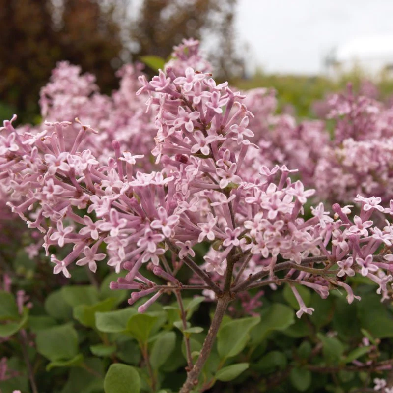Palibin Dwarf Korean Lilac