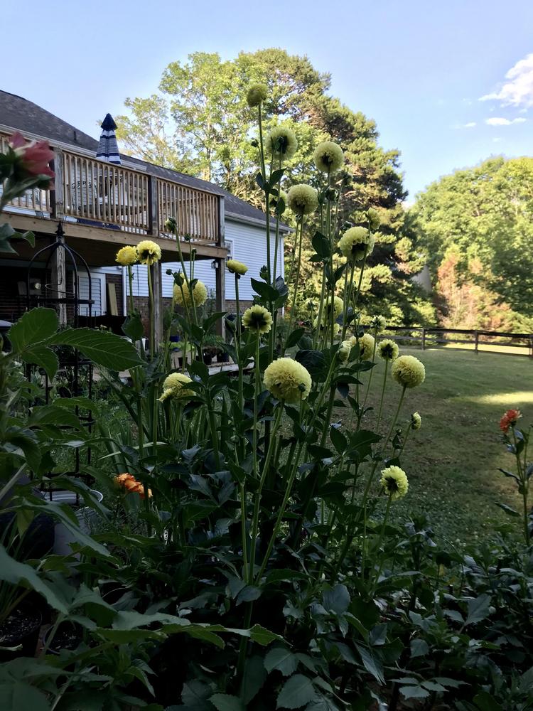 Clearview Daniel Dahlia