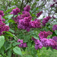 Charles Joly Lilac