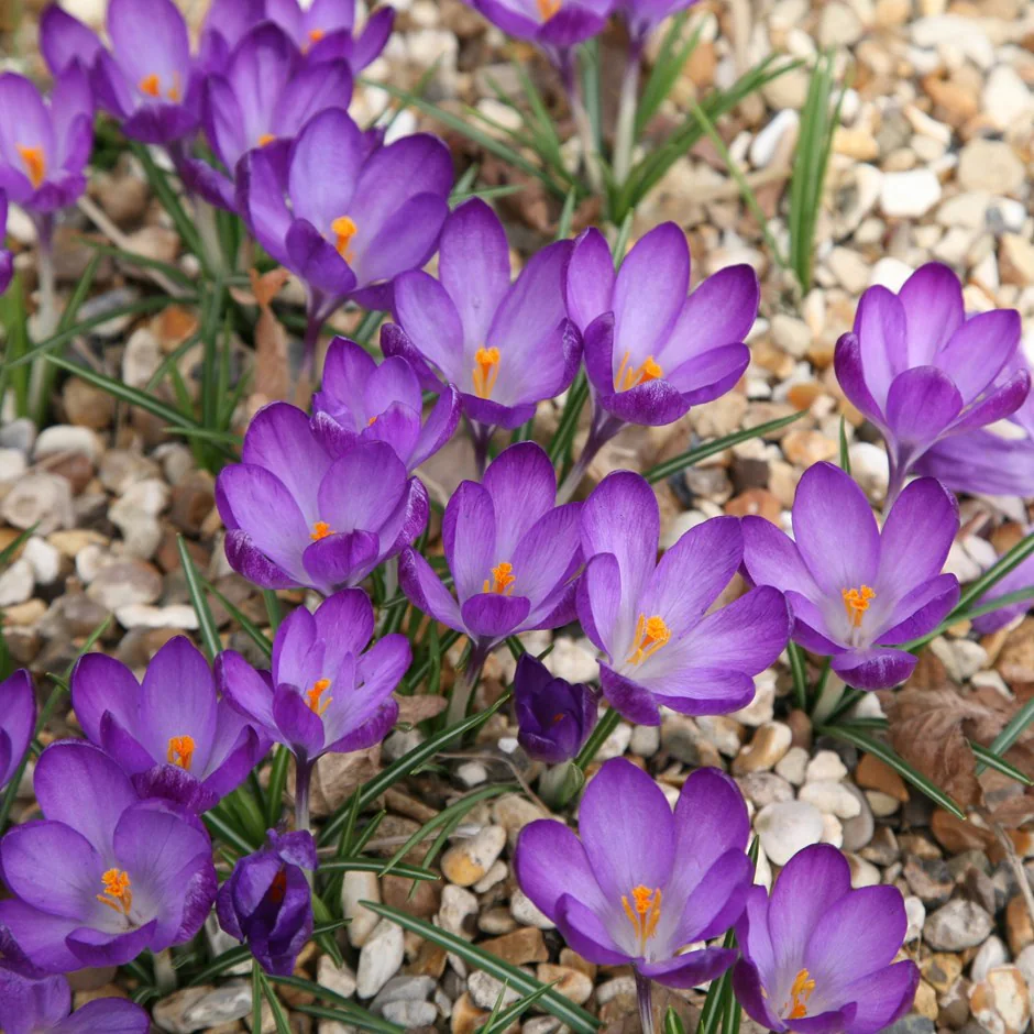 Ruby Giant Snow Crocus Corms