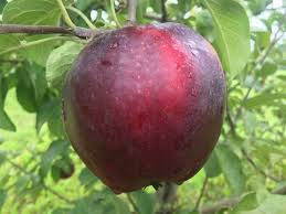 William’s PrideSummer Early Apple Tree