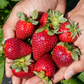 Florida Festival™ Short Day Strawberry