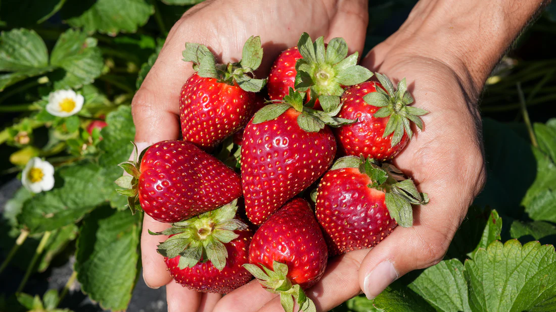 Florida Festival™ Short Day Strawberry