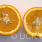 Cipo Sweet Orange Budwood citrus plant material online shopping