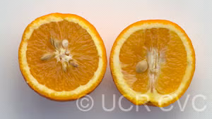Cipo Sweet Orange Budwood citrus plant material online shopping