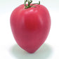 Rugby Tomato