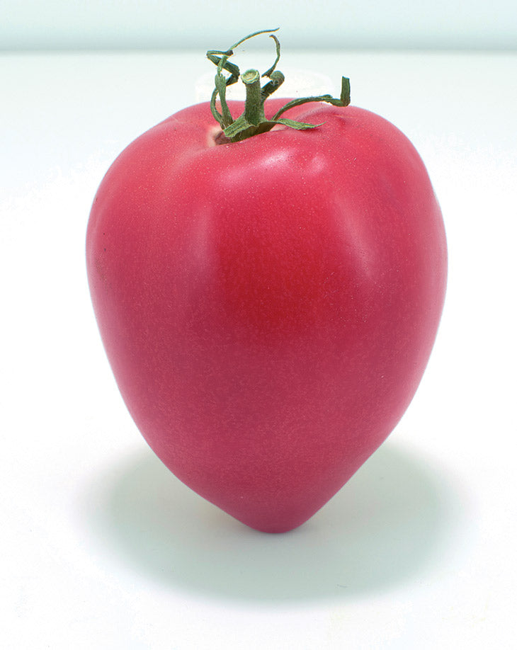 Rugby Tomato