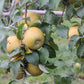 Golden Russet Heritage Apple