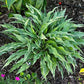 Zucchini Fries Hosta Plants online shopping
