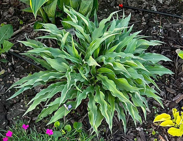 Zucchini Fries Hosta Plants online shopping