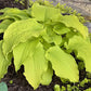 Honeydripper Hosta Plants online shopping