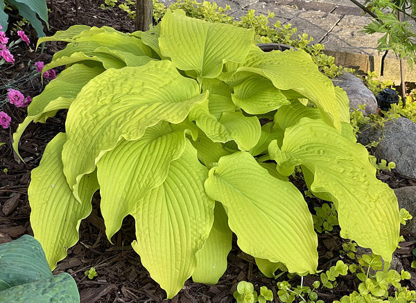 Honeydripper Hosta Plants online shopping
