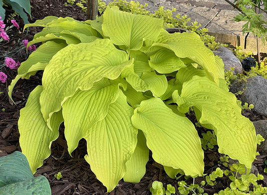 Honeydripper Hosta Plants online shopping