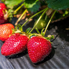 Florida Brilliance™ Short Day Strawberry