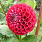 Cornel Dahlia Plants online shopping