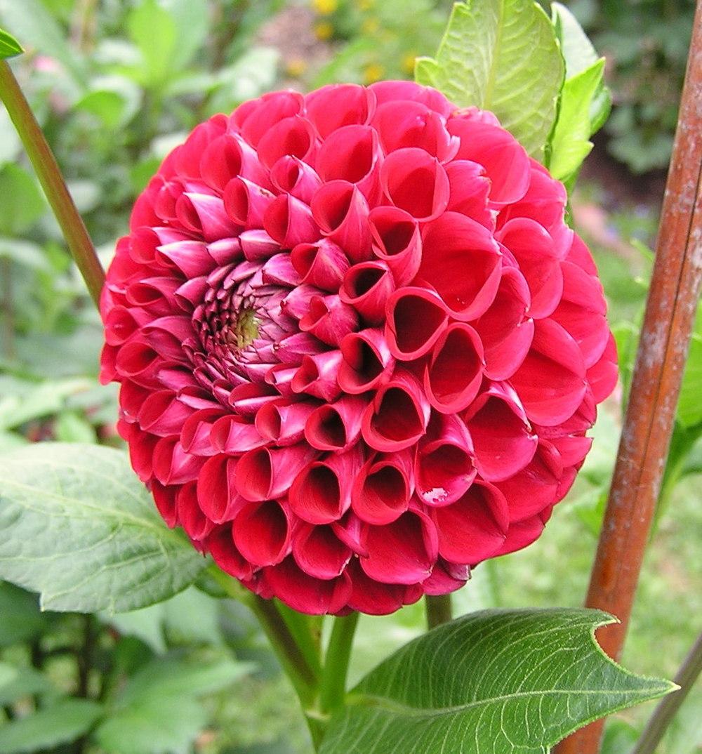 Cornel Dahlia Plants online shopping