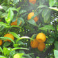 Suenkat Mandarin Seed citrus plant material online shopping