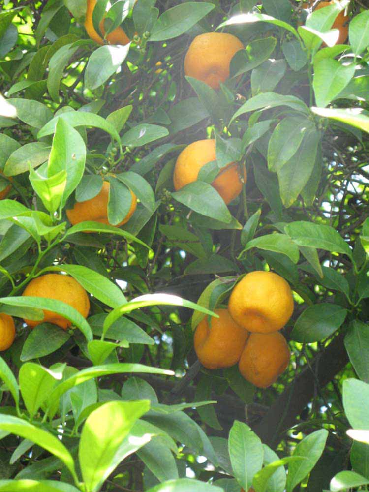 Suenkat Mandarin Seed citrus plant material online shopping