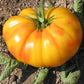 Old German Organic Tomato