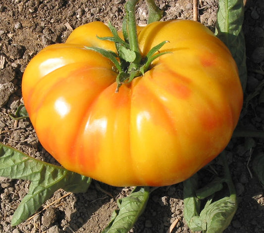 Old German Organic Tomato Seeds online shopping