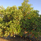 Rhode Red Valencia Orange Budwood citrus plant material online shopping