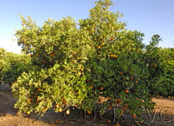 Rhode Red Valencia Orange Budwood citrus plant material online shopping