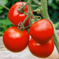 Manitoba Tomato